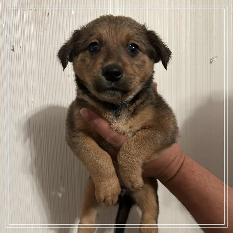 A baby small-sized female Black Labrador Retriever dog named FWT Alabama for adoption in Midland, TX