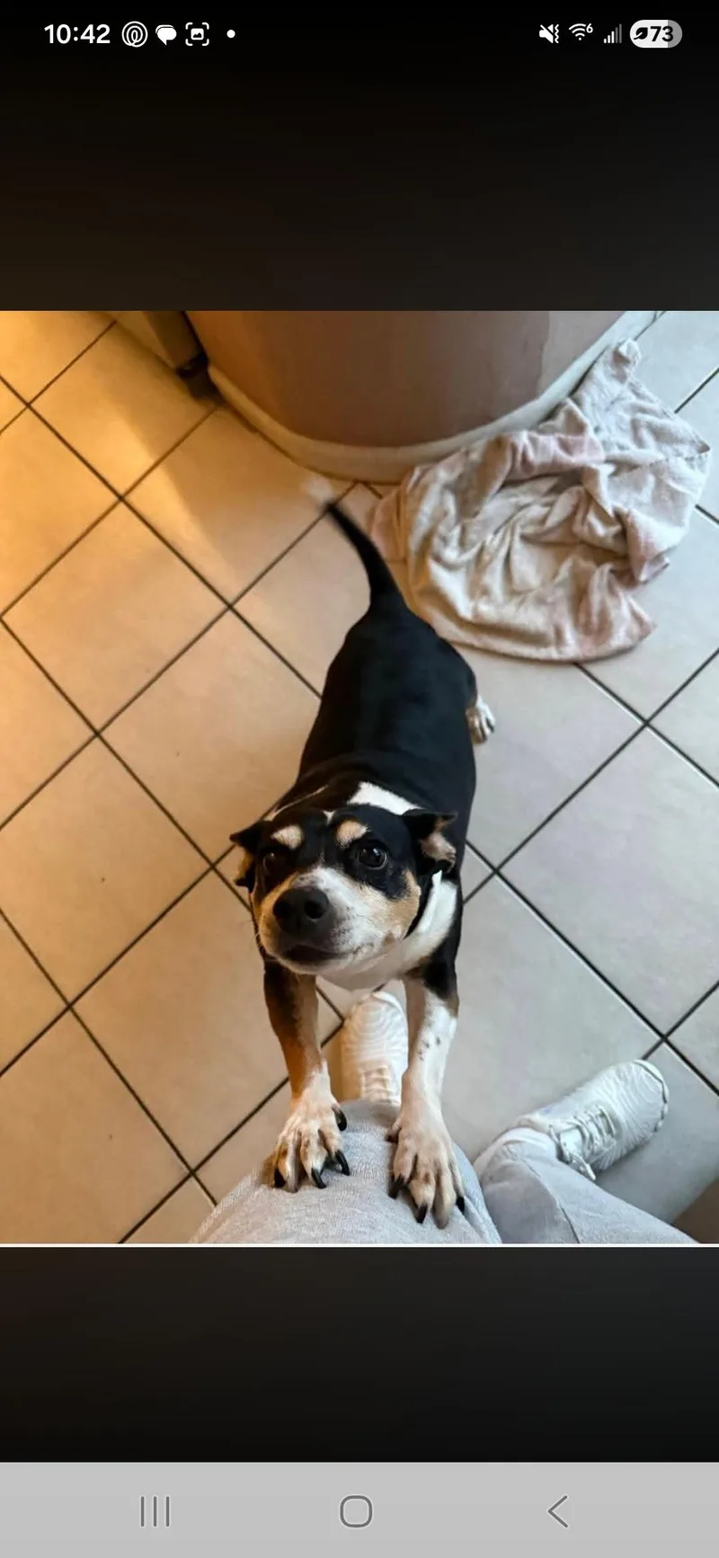 An adult medium-sized female Corgi dog named Scarlet for adoption in Miami, FL