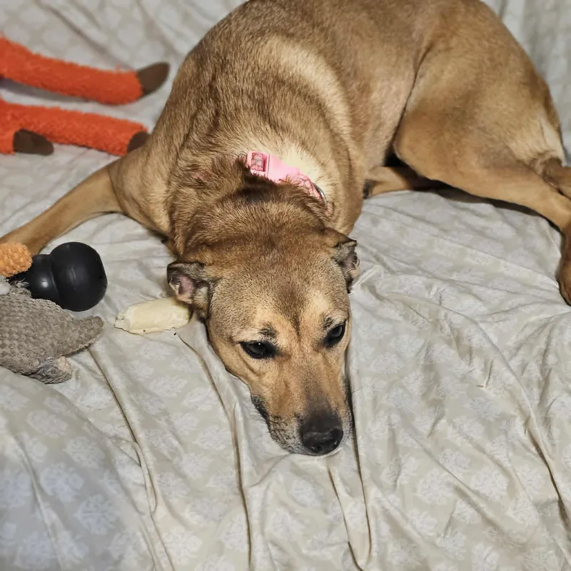 An adult medium-sized female Yellow / Tan / Blond / Fawn Hound dog named India for adoption in Seneca, SC