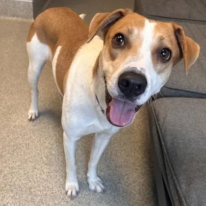 An adult large-sized female Red / Chestnut / Orange Mixed Breed dog named Agnes for adoption in Lansing, MI