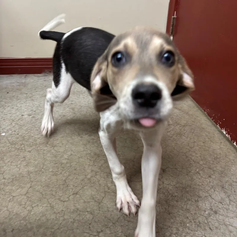 A baby small-sized male White / Cream Hound dog named Silo Pcfcstray for adoption in Falmouth, KY