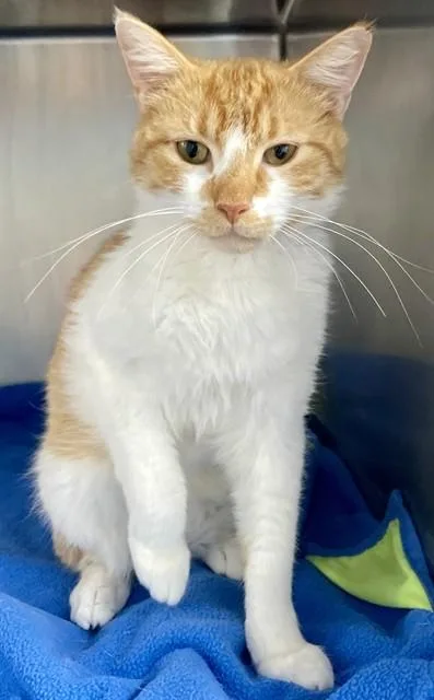 A young medium-sized male Domestic Short Hair cat named Sir Cheddar Bob for adoption in Fort Walton Beach, FL
