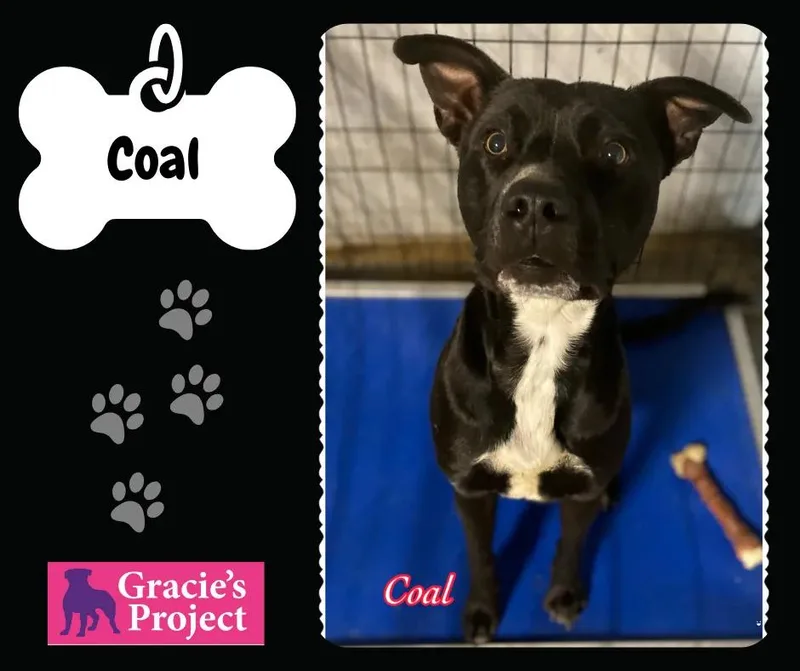 An adult medium-sized male American Staffordshire Terrier dog named Coal for adoption in Canyon, TX