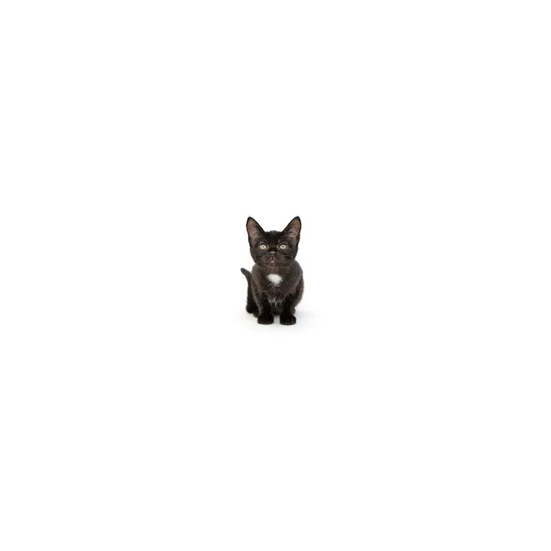 A baby small-sized female Black Domestic Short Hair cat named Calista for adoption in Playa Vista, CA