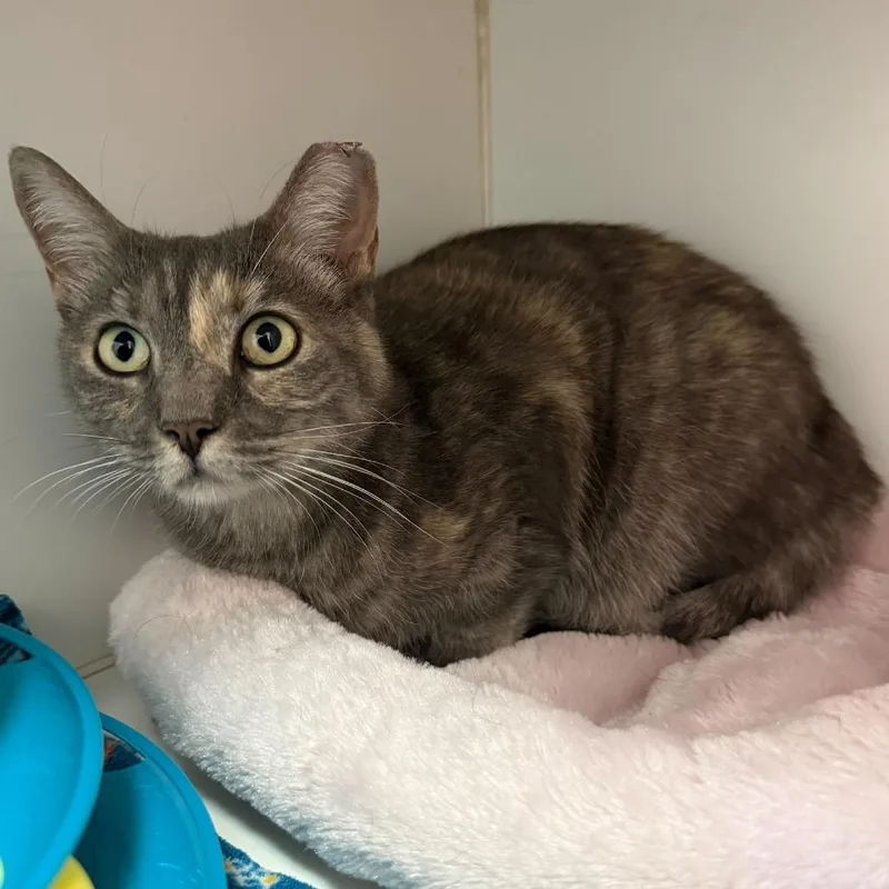 A young medium-sized female Gray / Blue / Silver Domestic Short Hair cat named Louise for adoption in Wantagh, NY