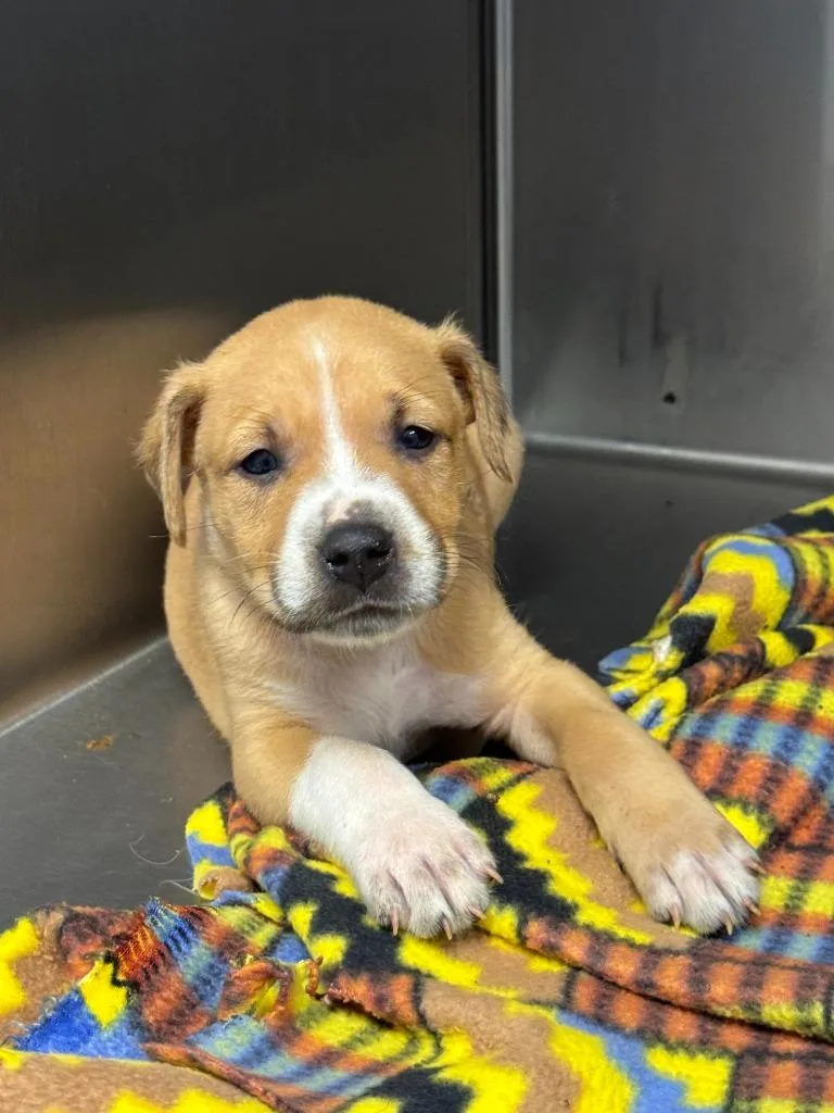 A baby large-sized male German Shepherd Dog dog named Tater for adoption in Chillicothe, OH