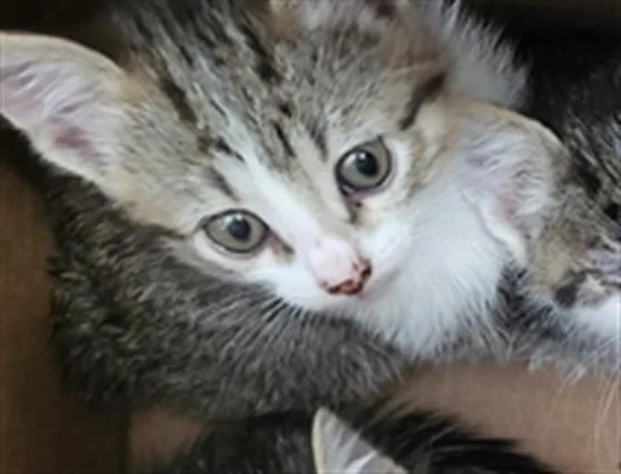 A baby medium-sized female Domestic Long Hair cat named Leaf for adoption in Dallas, TX