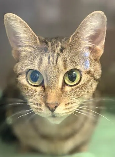 An adult medium-sized female Domestic Short Hair cat named Suzie for adoption in Washington, DC
