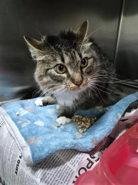 A young medium-sized female Domestic Medium Hair cat named Nala for adoption in Pensacola, FL