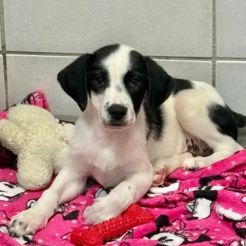 A baby small-sized male White / Cream Mixed Breed dog named Nitro for adoption in Westhampton, NY