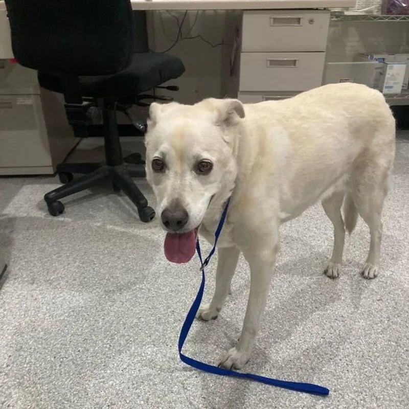 A senior medium-sized female Yellow / Tan / Blond / Fawn Labrador Retriever dog named Charlie for adoption in Lake Havasu City, AZ