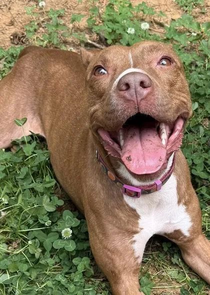 An adult medium-sized female Mixed Breed dog named Gingersnap for adoption in Atlanta, GA