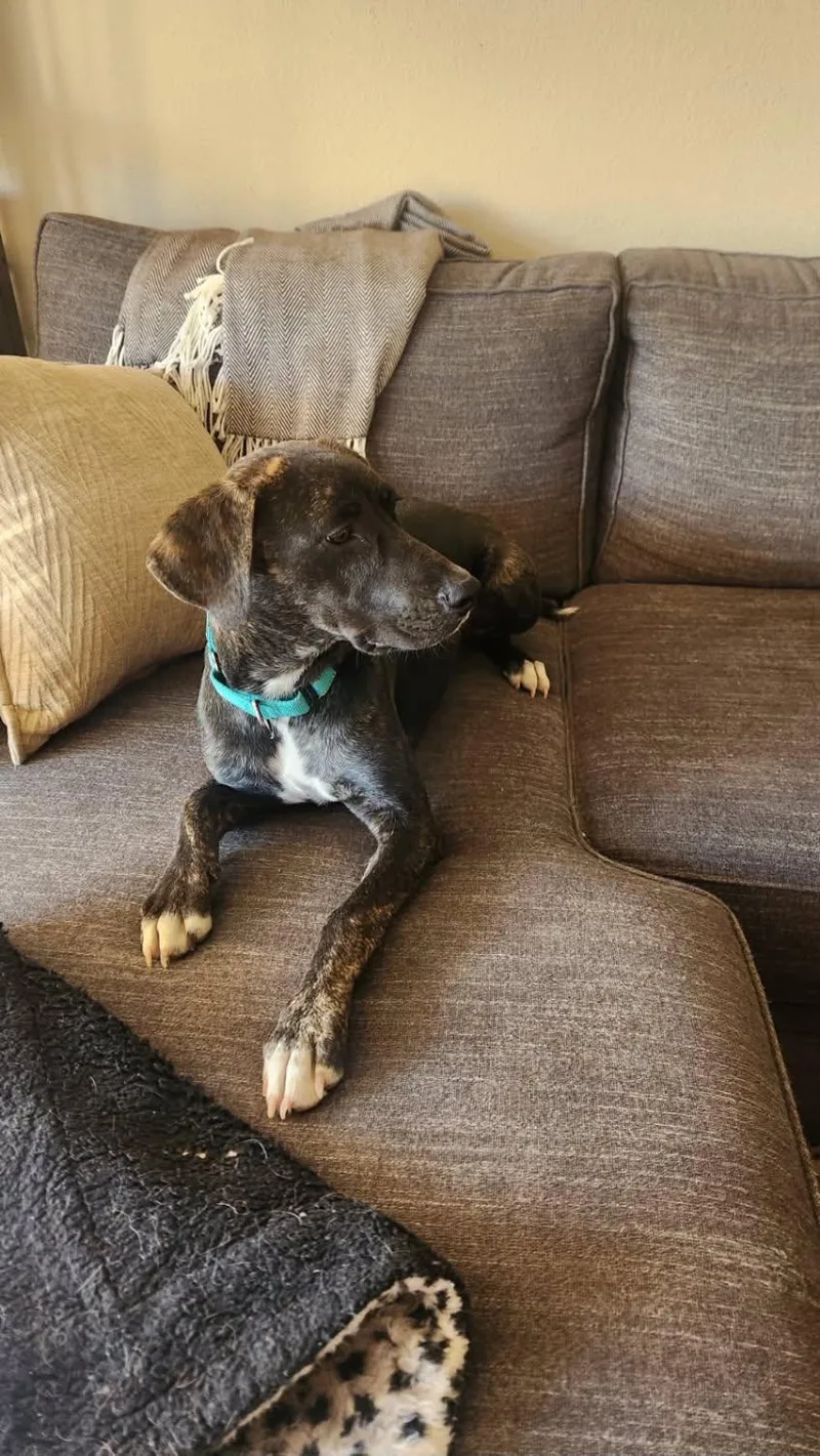 A baby medium-sized male Hound dog named Dobby for adoption in Grants Pass, OR