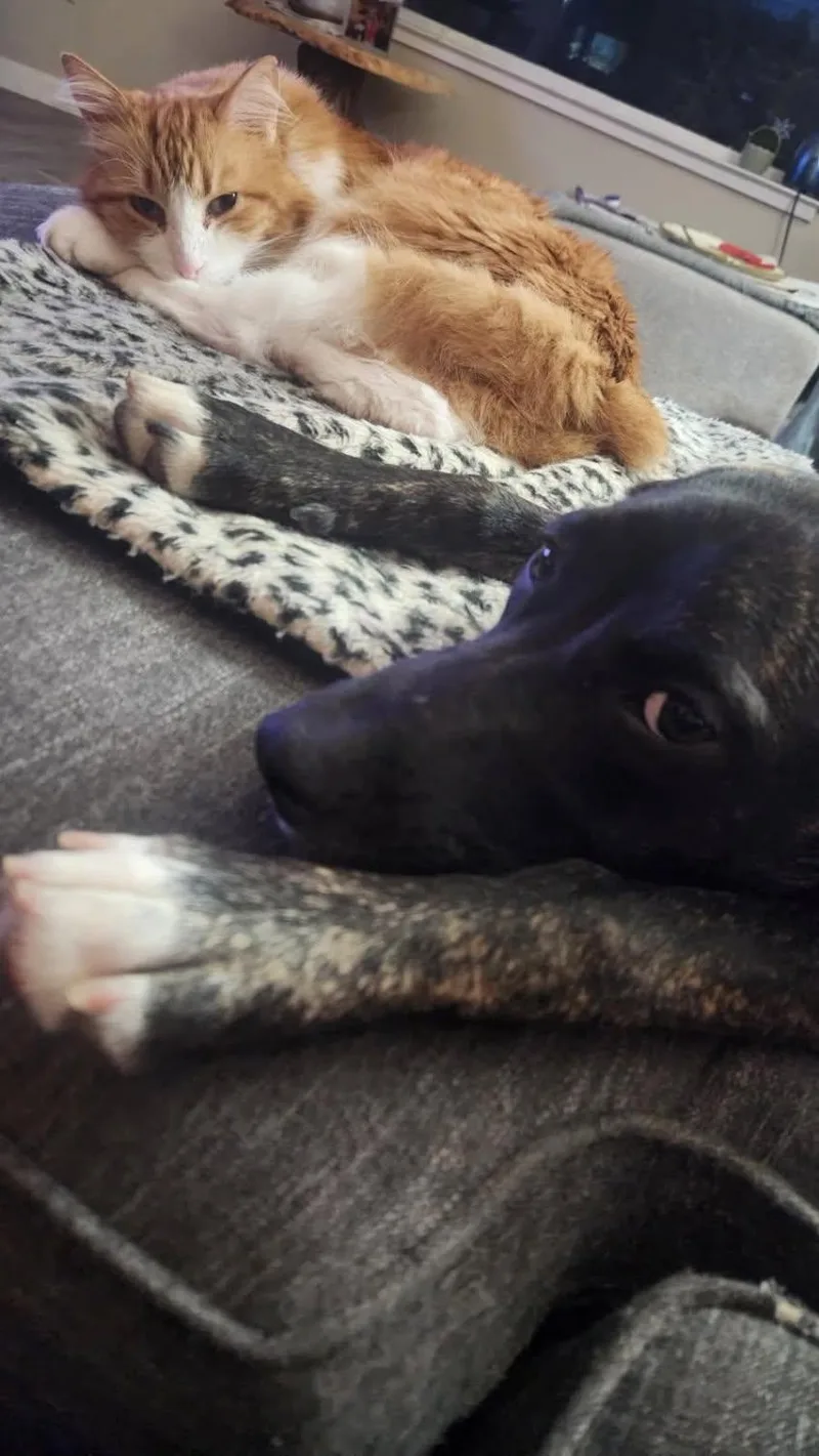 Dobby thumbnail 3