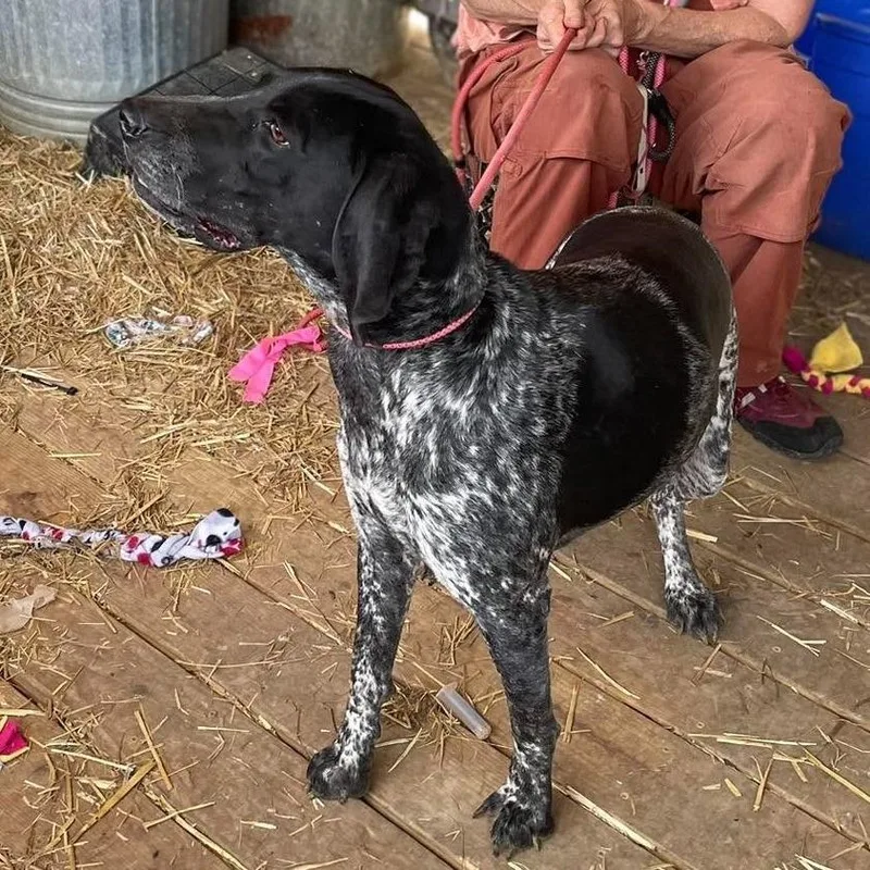 An adult large-sized female Black Bluetick Coonhound dog named Maple for adoption in Frederick, MD