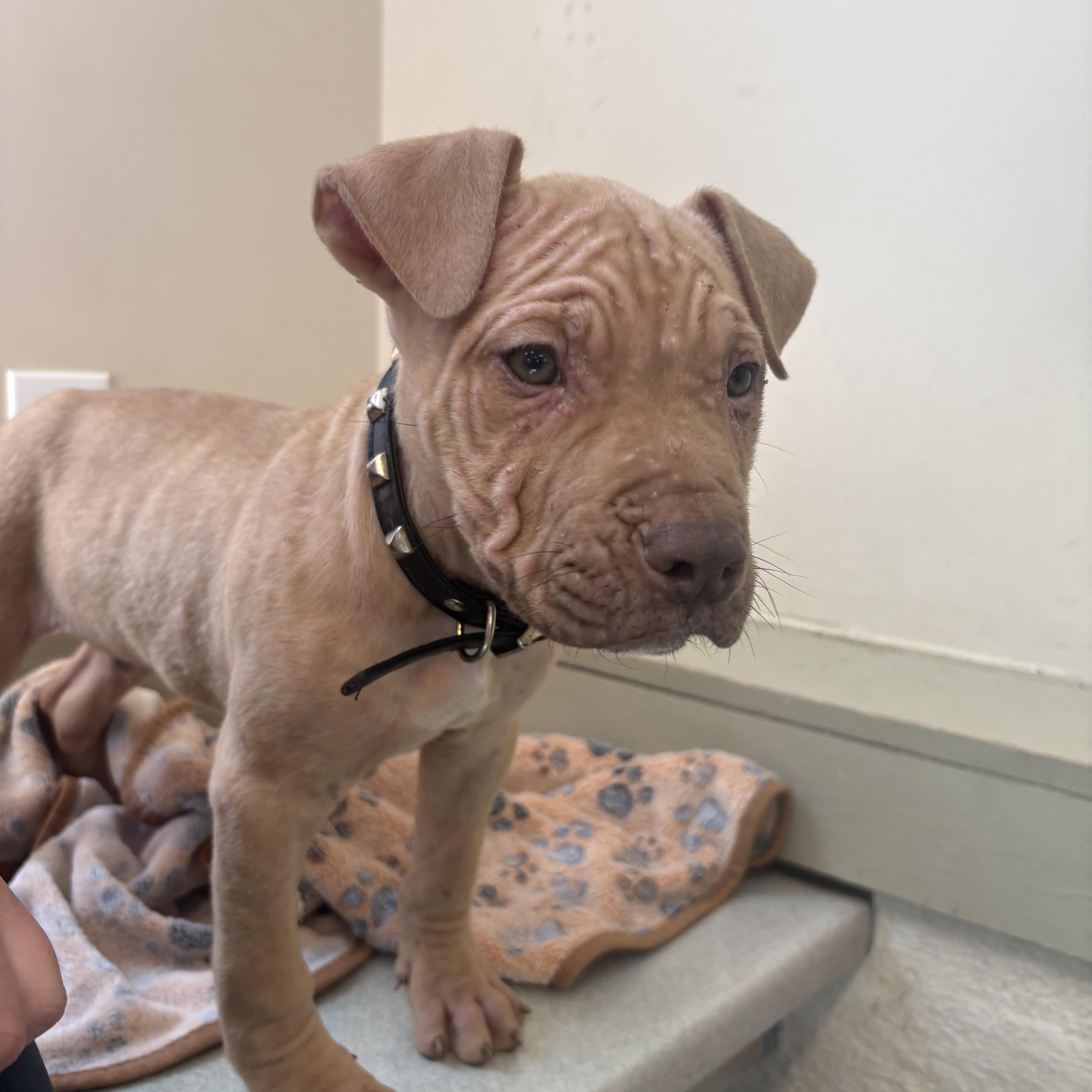 A baby medium-sized male Apricot / Beige American Bully dog named Diesel for adoption in Maryville, TN
