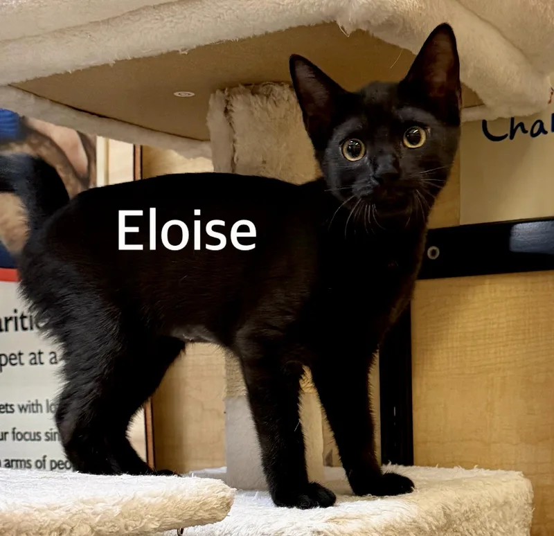 A baby medium-sized female Black Domestic Short Hair cat named Eloise for adoption in Owasso, OK