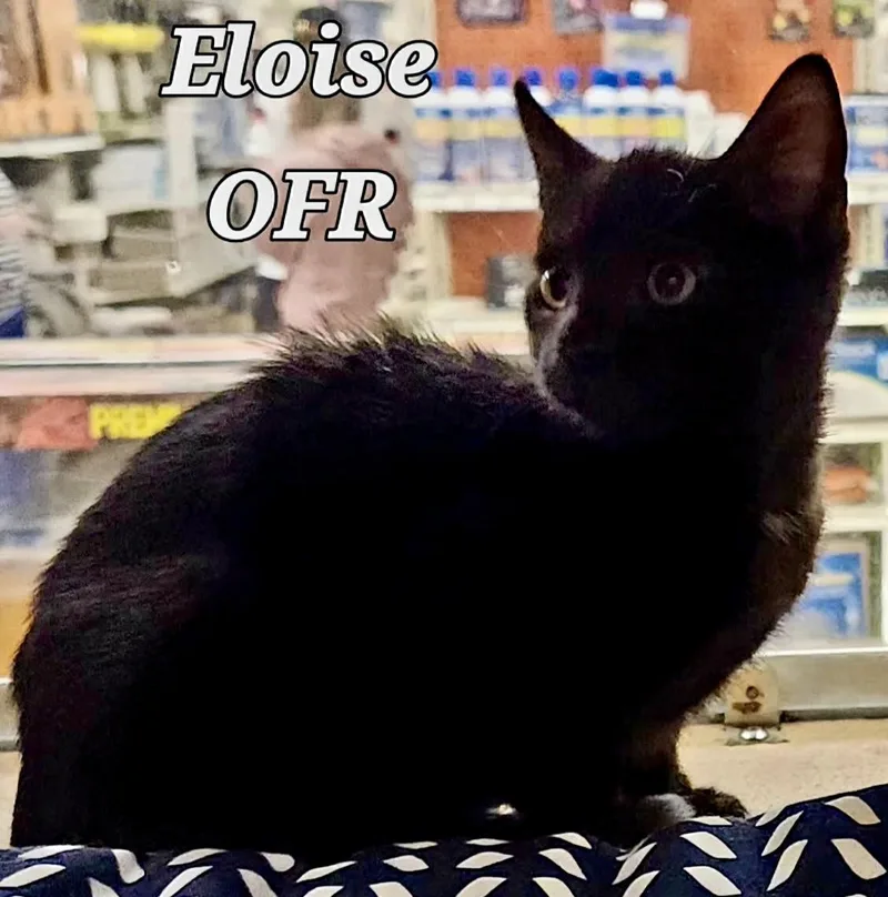 Eloise thumbnail 2