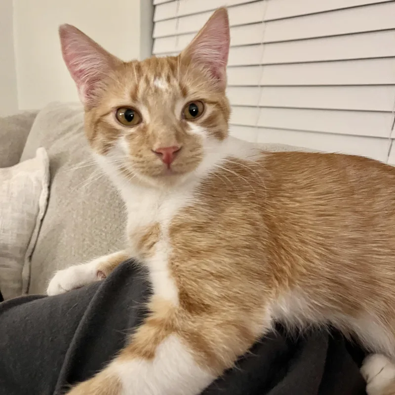 A young medium-sized male Tabby (Orange / Red) Domestic Short Hair cat named Camo for adoption in Richmond, VA