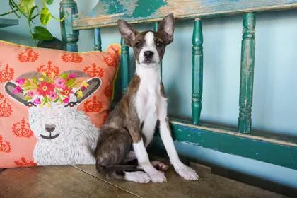 A baby small-sized female Parson Russell Terrier dog named Jolie for adoption in San Antonio, TX