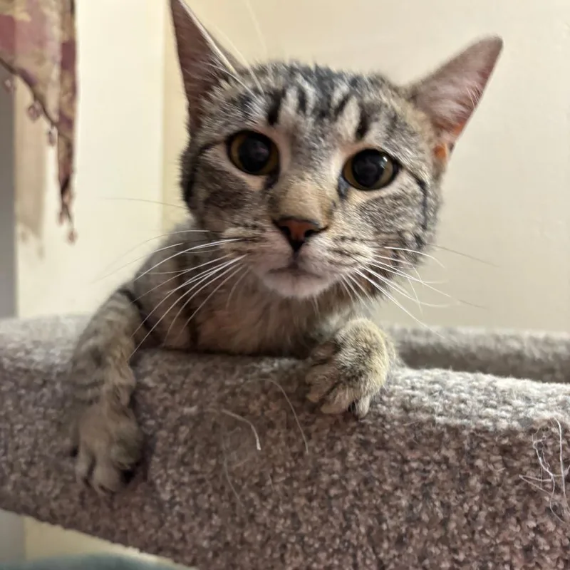 A baby small-sized female Brown / Chocolate Domestic Short Hair cat named Maple for adoption in Troy, IL