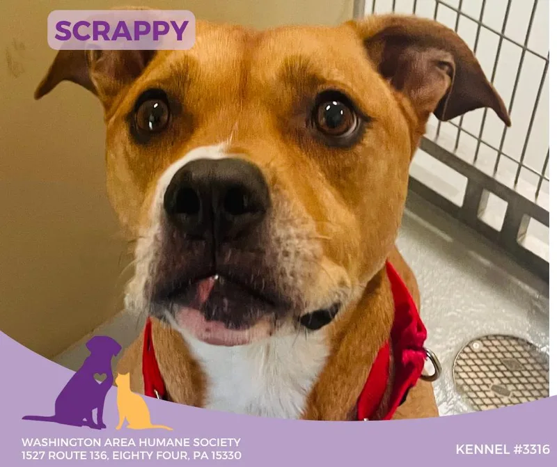 Scrappy