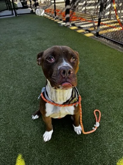 An adult large-sized male Mixed Breed dog named Pixel for adoption in Atlanta, GA