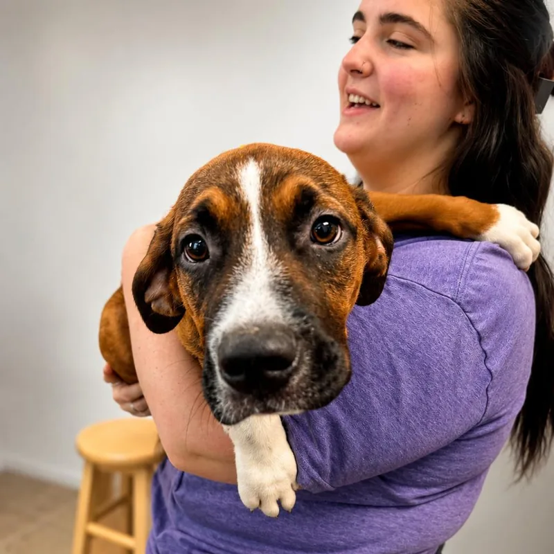 A baby medium-sized male Red / Chestnut / Orange Mixed Breed dog named Taz for adoption in Hopkinton, MA