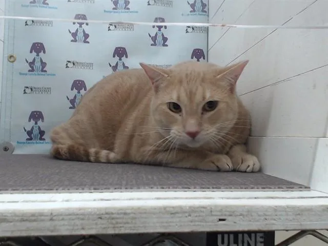 An adult small-sized male Domestic Short Hair cat named Obi Wan for adoption in Orlando, FL
