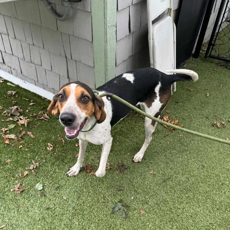 A young medium-sized female Coonhound dog named Frass for adoption in New Bedford, MA
