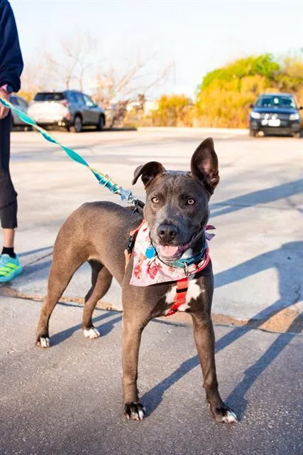 A young medium-sized female Mixed Breed dog named Wanda for adoption in Dallas, TX