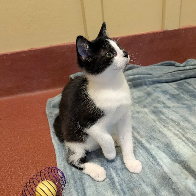A baby medium-sized male White Domestic Short Hair cat named Yoshi for adoption in Accident, MD