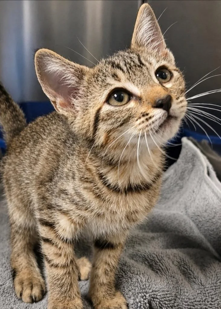A baby small-sized female Domestic Short Hair cat named Atreyu for adoption in Ocala, FL