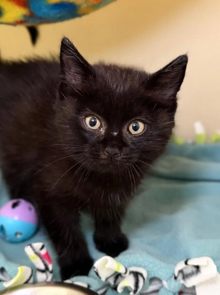 A baby medium-sized male Domestic Short Hair cat named Ryan for adoption in Menomonie, WI