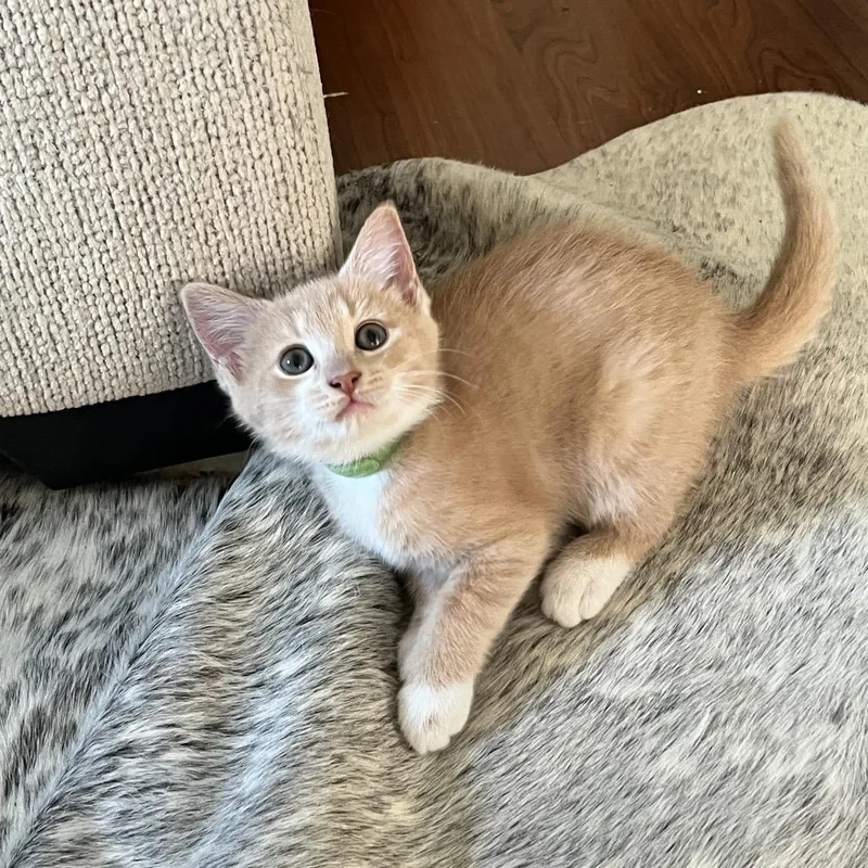 A baby small-sized female Buff / Tan / Fawn Domestic Short Hair cat named Enoki Green for adoption in Durham, NC