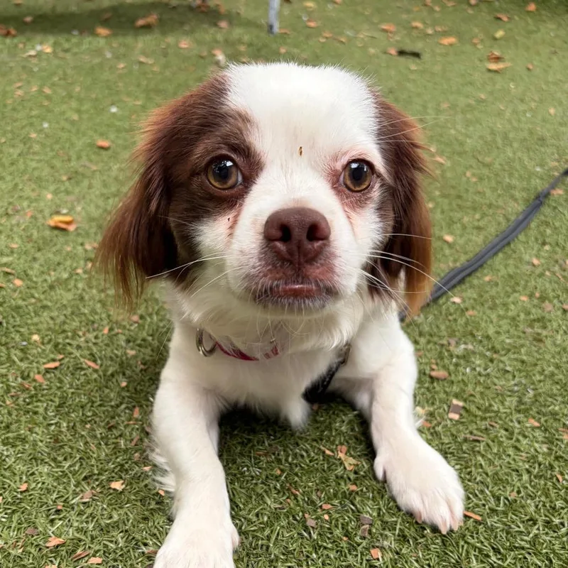 A young small-sized male White / Cream Cavalier King Charles Spaniel dog named Nicky for adoption in Providence, RI