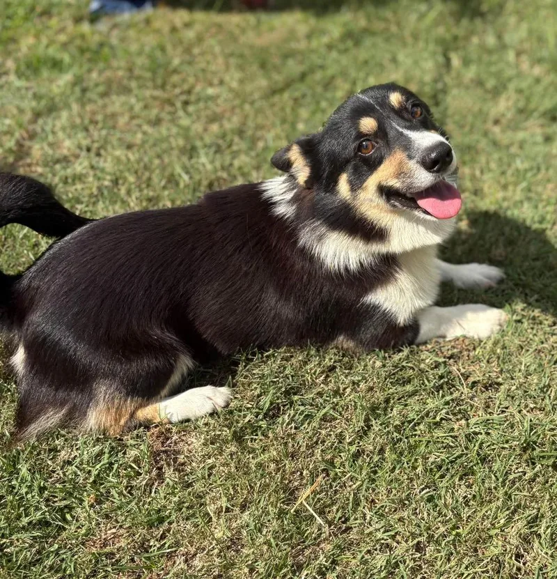 A young medium-sized male Corgi dog named Alfie for adoption in Fond Du Lac, WI