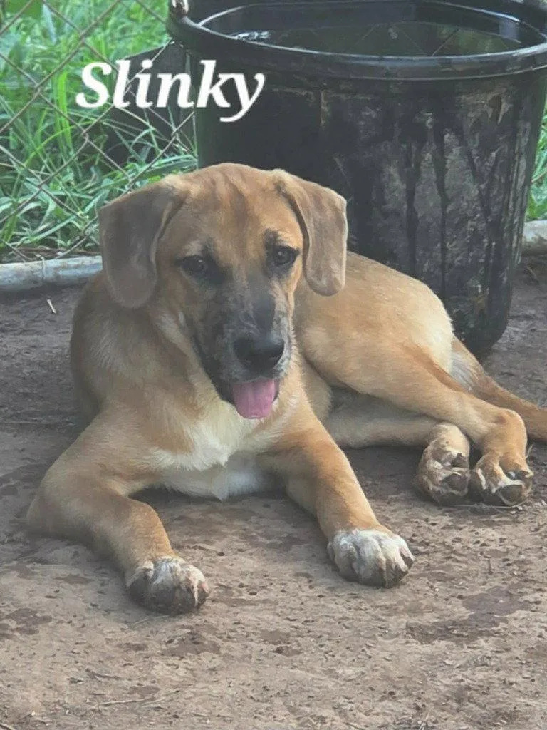 A baby large-sized male Shepherd dog named Slinky for adoption in Bloomfield, CT