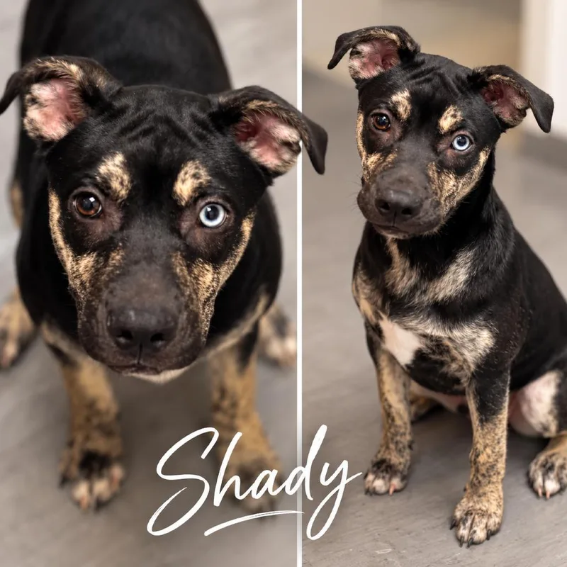 A baby medium-sized female Black Husky dog named Shady for adoption in Wadena, MN