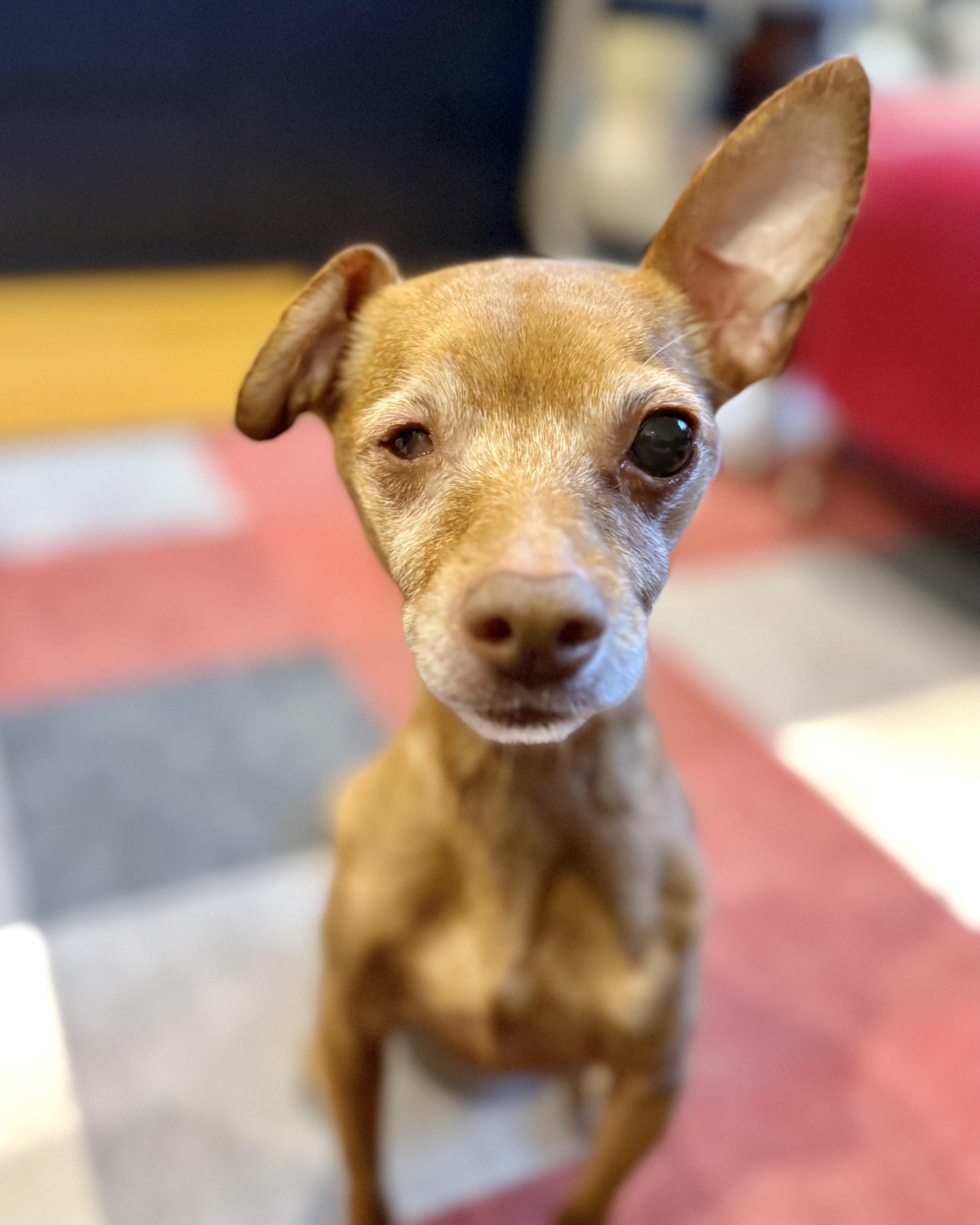 An adult small-sized female Yellow / Tan / Blond / Fawn Chihuahua dog named The Wow for adoption in New York, NY
