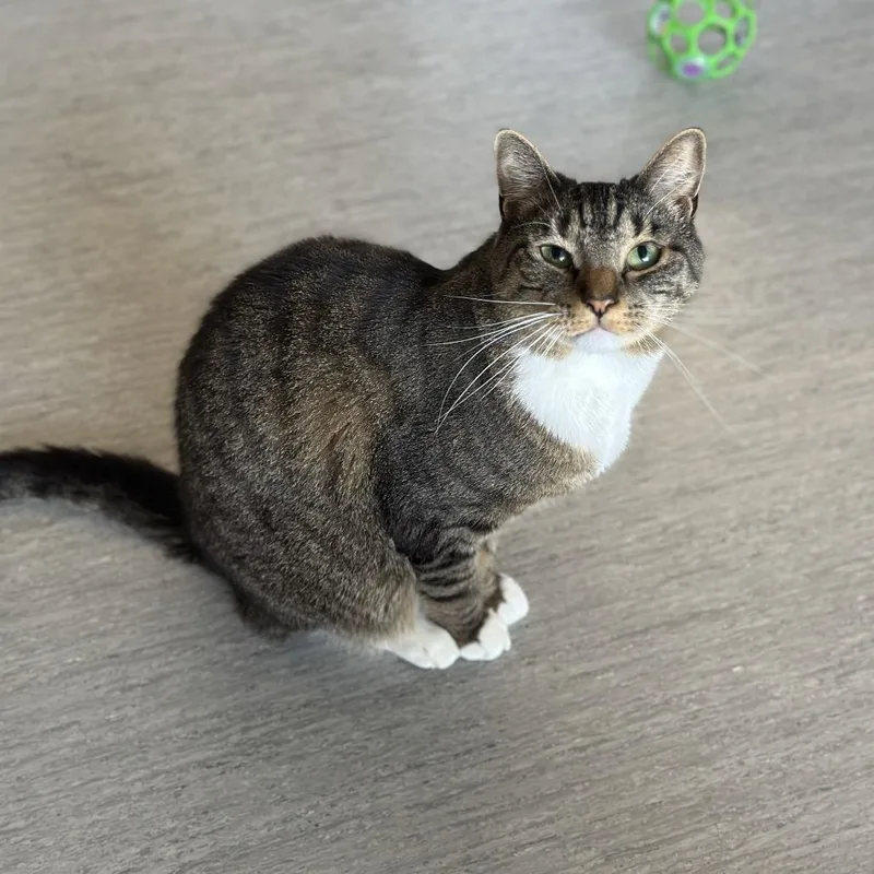 An adult medium-sized male Brown / Chocolate Domestic Short Hair cat named H Ricardo for adoption in Port Washington, NY