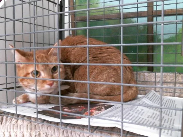 A young medium-sized female Domestic Short Hair cat named Bat for adoption in Houston, TX