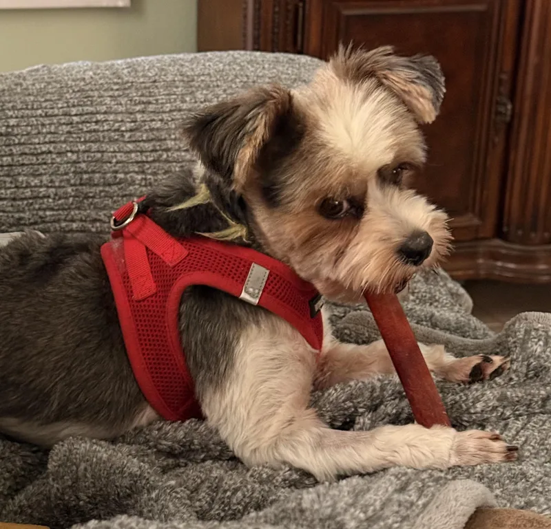An adult small-sized male Yorkshire Terrier dog named Bandit for adoption in Texarkana, TX