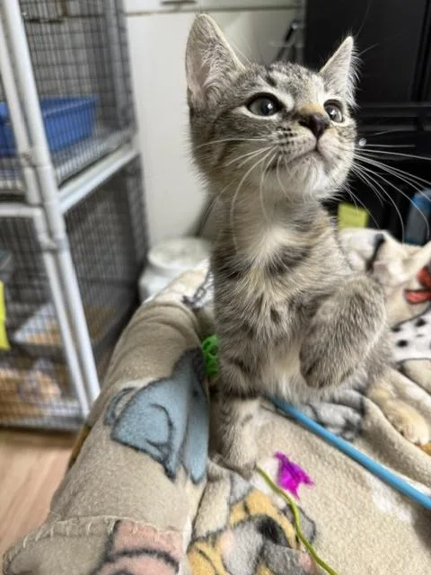 A baby medium-sized female Tabby (Gray / Blue / Silver) Domestic Short Hair cat named Kandy for adoption in Millerstown, PA