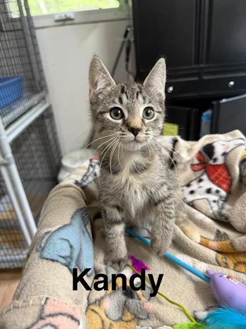 Kandy thumbnail 4
