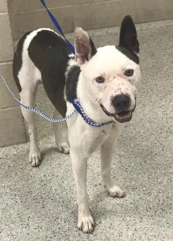 A young medium-sized male Pit Bull Terrier dog named A for adoption in Conroe, TX