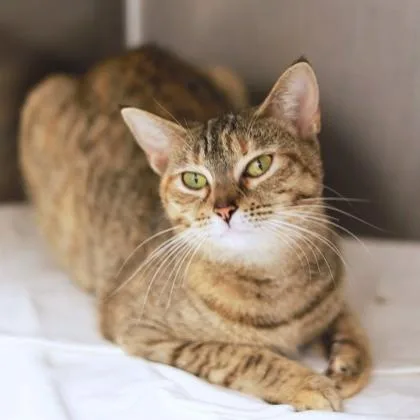 A young small-sized female Gray / Blue / Silver Domestic Short Hair cat named Cinnamon for adoption in Atlanta, GA