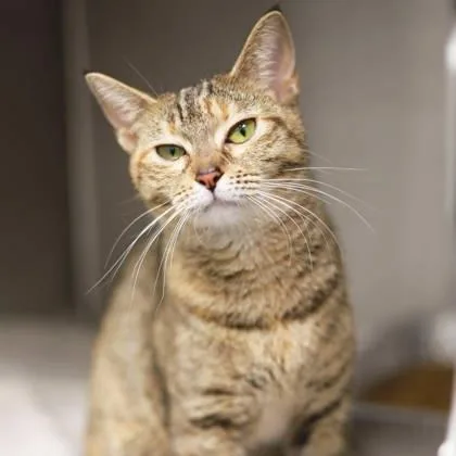 Cinnamon thumbnail 3