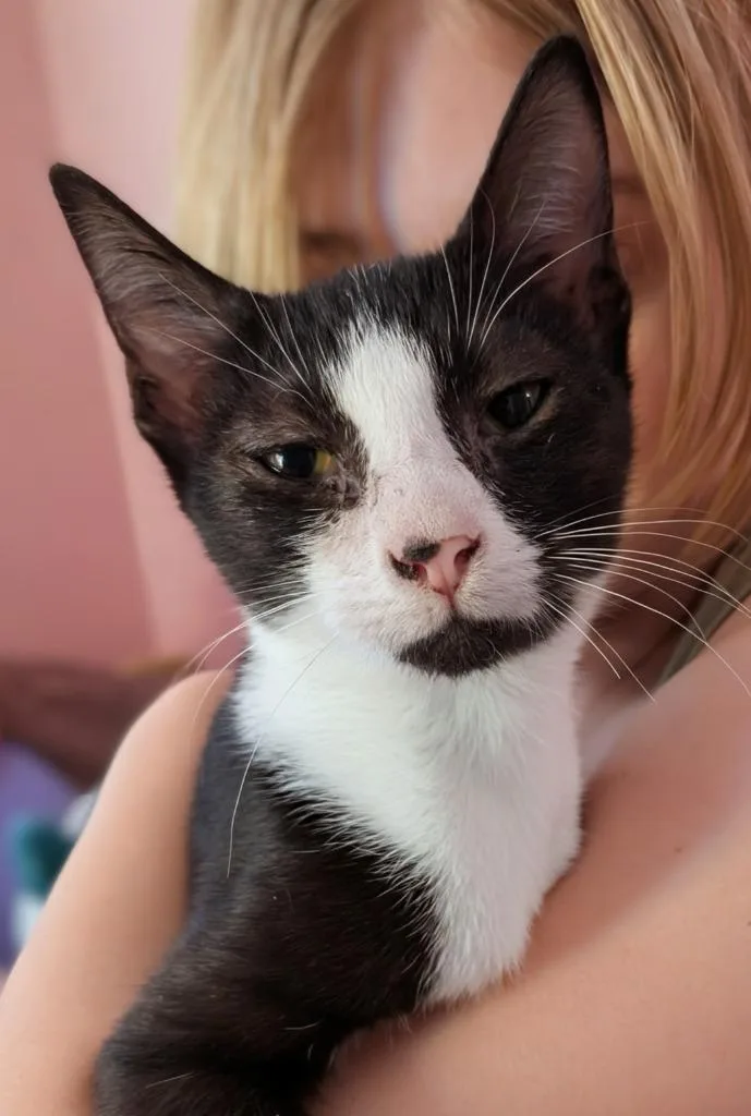 A young medium-sized female Domestic Short Hair cat named Ellie for adoption in Evans, GA