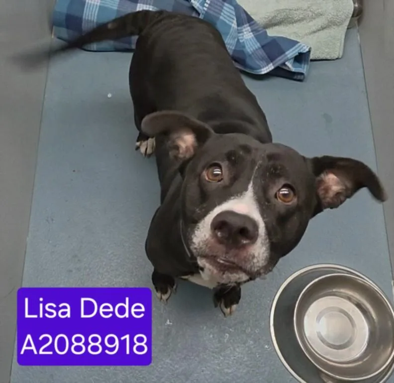 An adult medium-sized female Staffordshire Bull Terrier dog named Lisa Dede for adoption in Houston, TX